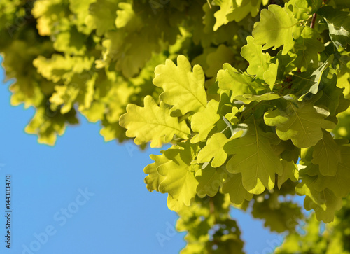 Green fresh oak leaves background