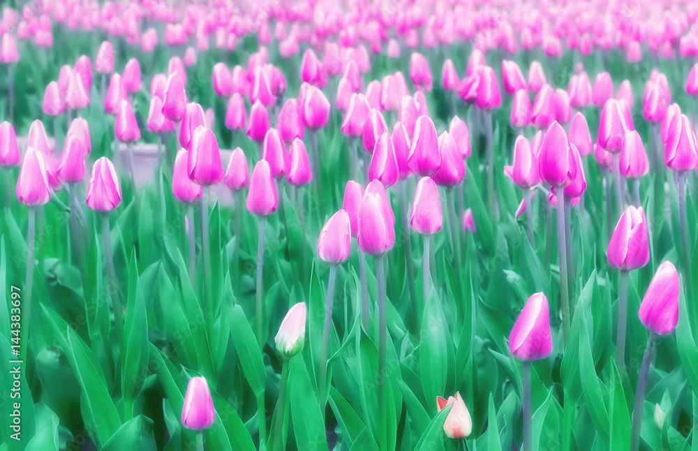 Soft Blur Lilac Tulips Field