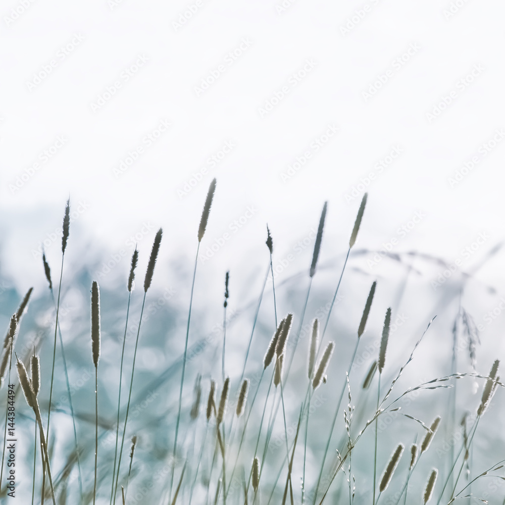 Fototapeta premium Pastelowa letnia łąka z pałkami wodnymi