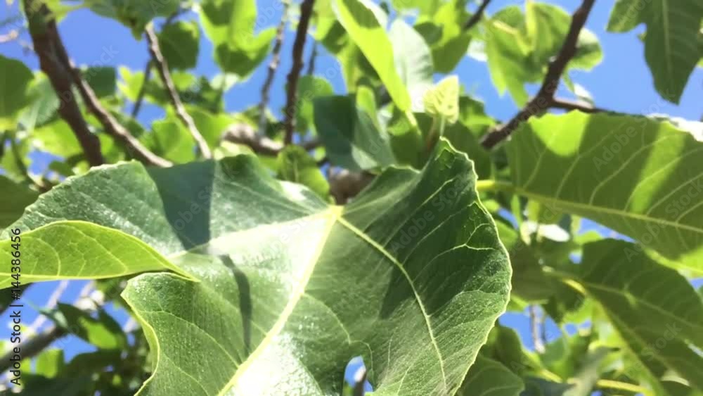 fig tree, higuera, fig, higo, arbol, tree, fruit free