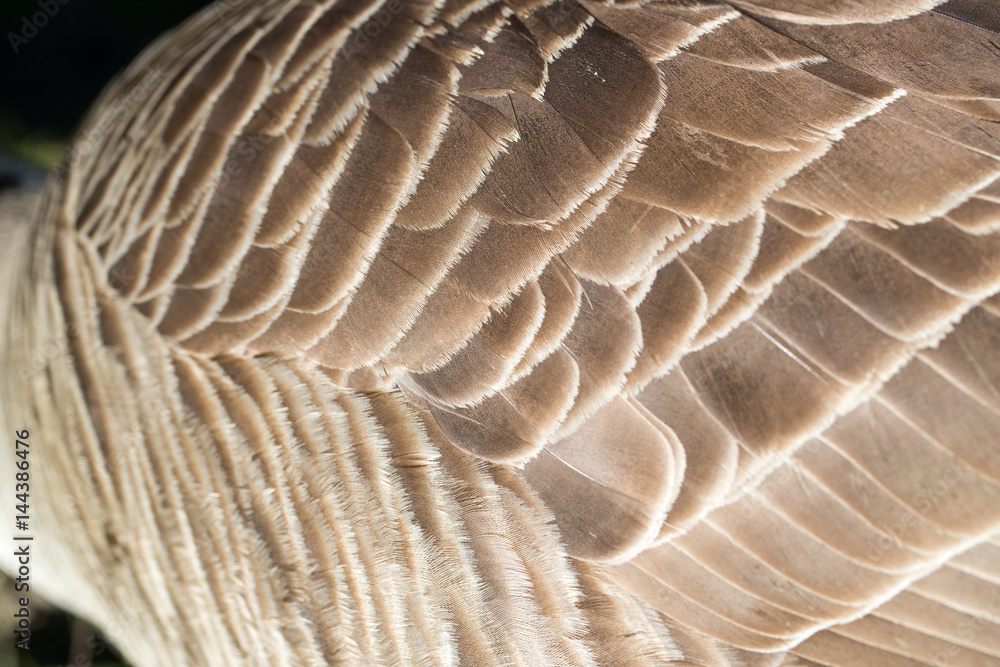 Close up shot of a Canada Goose wing Close up shot of a Canada Goose wing