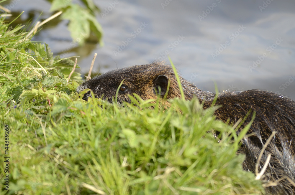Obraz premium Otter in einem See
