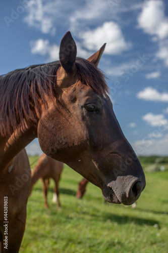Horse head © bartsadowski