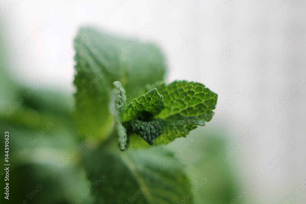 mint mint