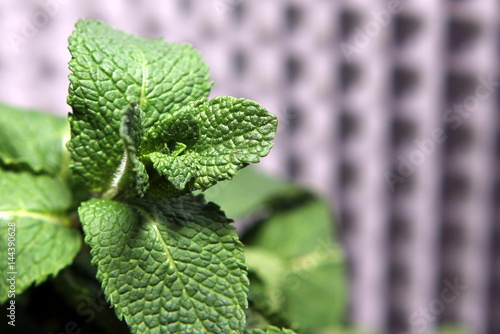 mint