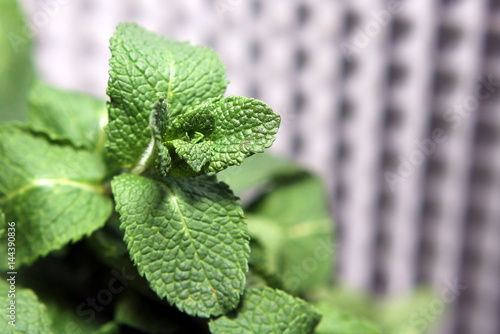 mint