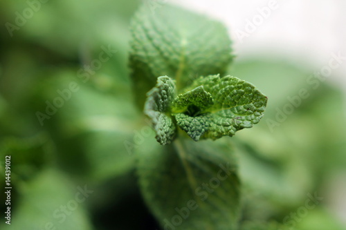 mint