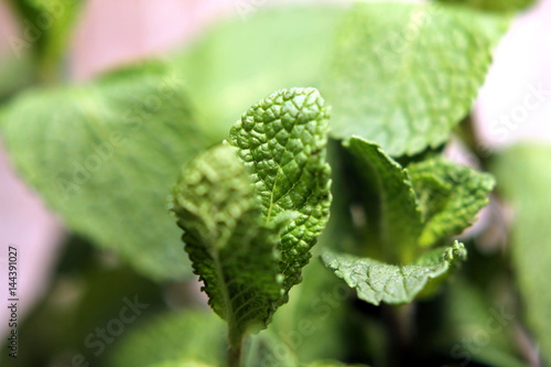 mint