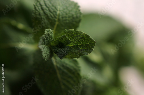 mint
