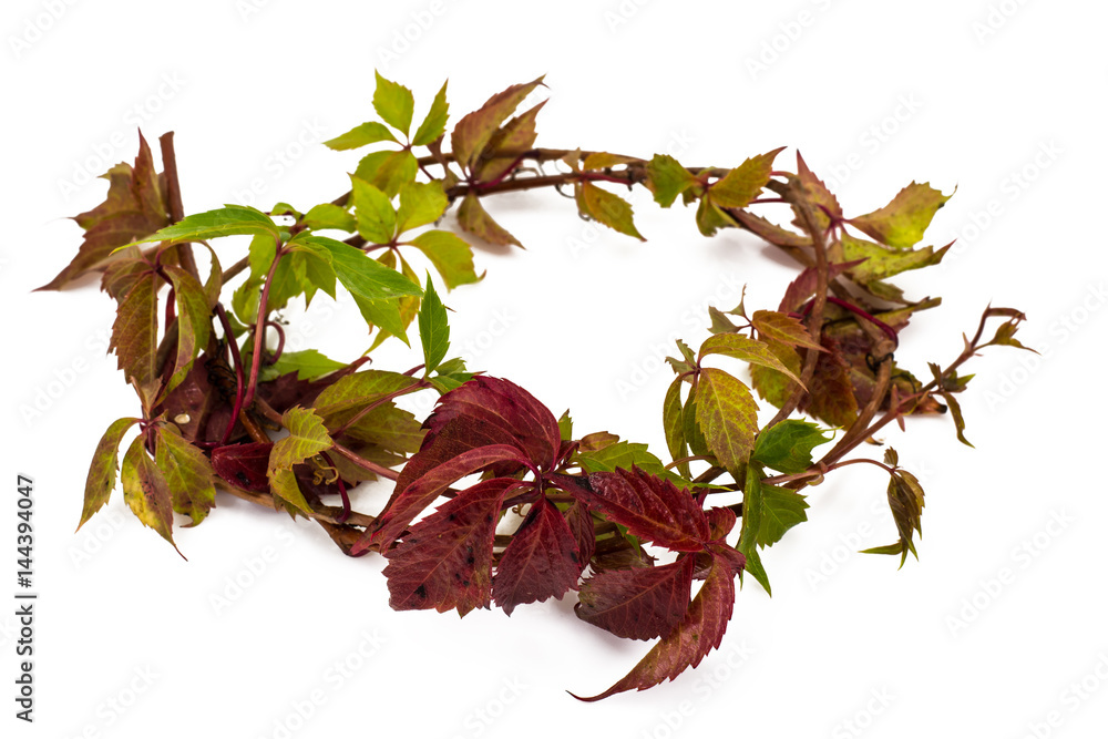 Obraz premium Branch of the maiden grapes isolated on white background