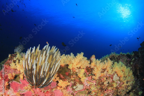 Underwater ocean coral reef and fish
