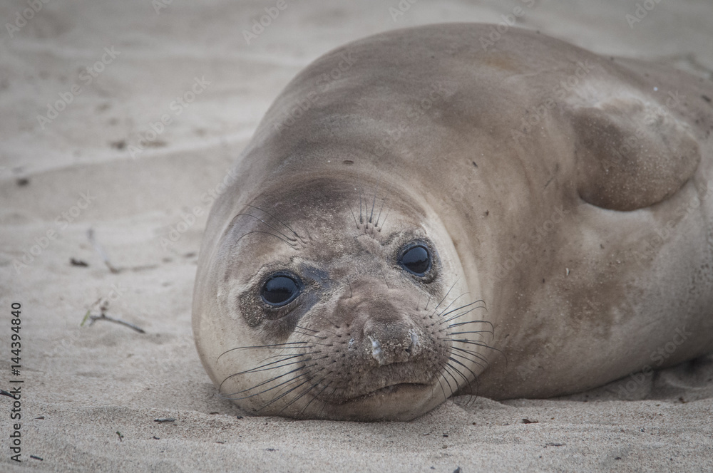 Obraz premium Baby Elephant Seal, Ano Nuevo, California