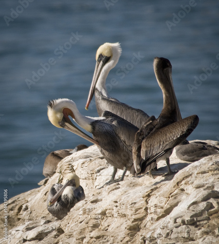 Brown Pelicans  Santa Cruz  California