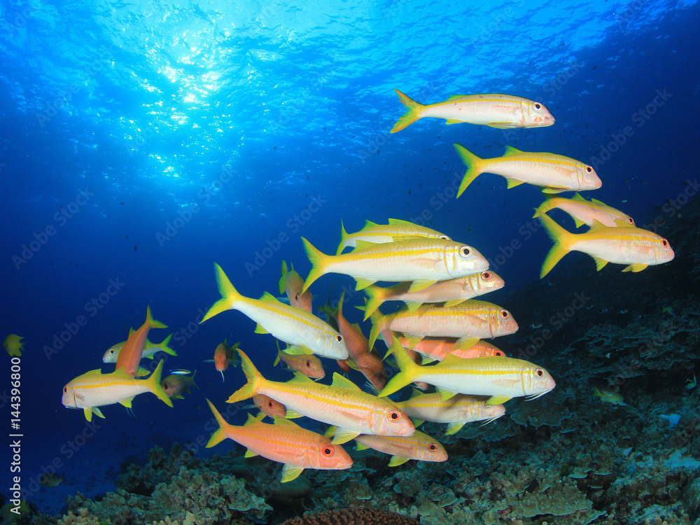 Fototapeta premium Fish school Yellowfin Goatfish