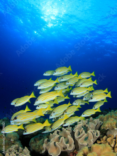 Fish school Snappers underwater coral reef