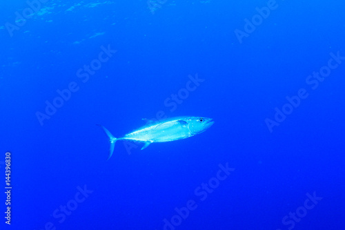 Tuna fish in blue sea