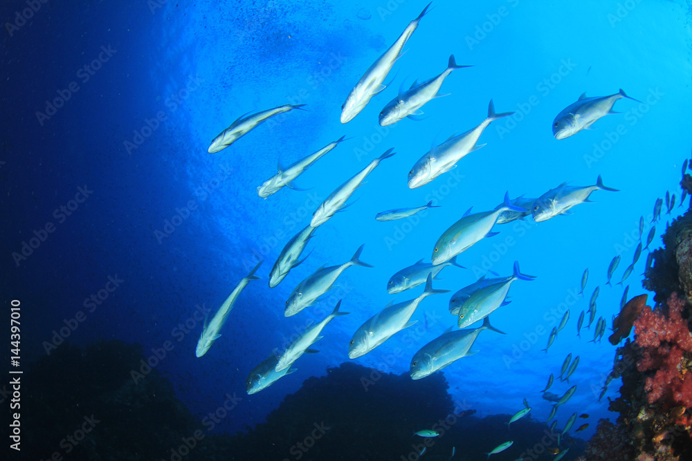 Underwater coral reef and fish in ocean Underwater coral reef and fish in ocean
