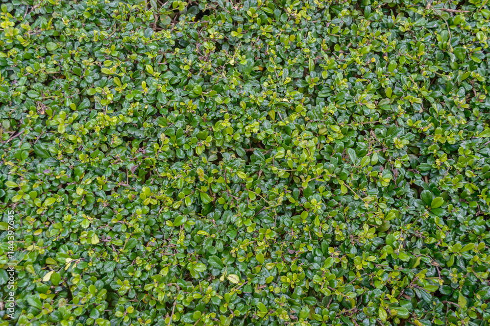 Green leaf backdround Green leaf backdround