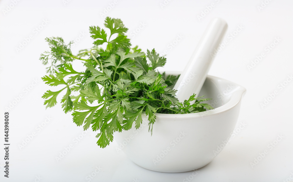 Fresh coriander in a mortar on white background