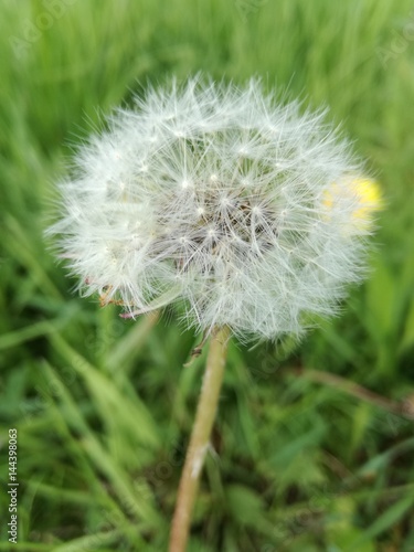 White grass flower outdoor