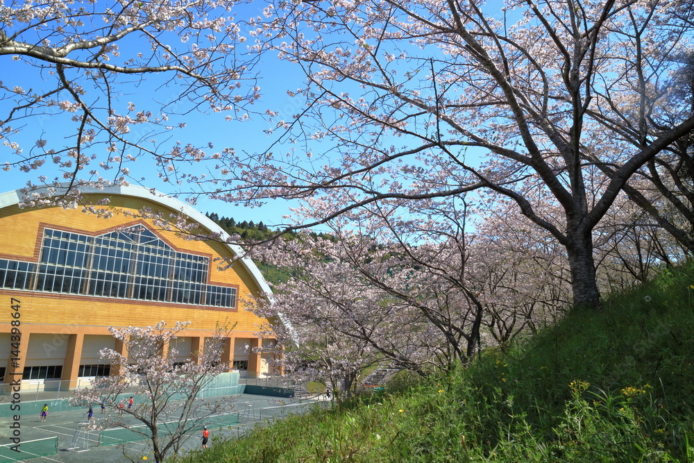 公園の桜 宮崎県日南市