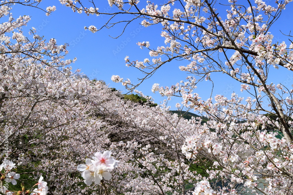 公園の桜 宮崎県日南市