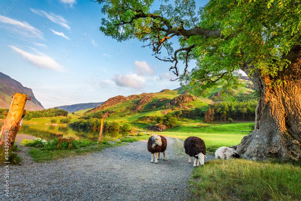 Obraz premium Curious sheeps on pasture in summer, Lake District, England