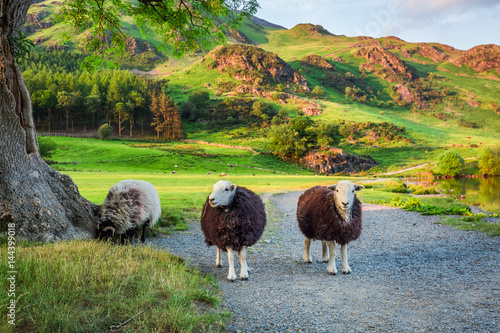 Curious sheeps on pasture in the Lake District, England