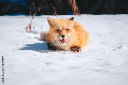 fox © Александр Денисюк