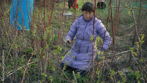 woman working to garden. pruning branch before new season
 photo