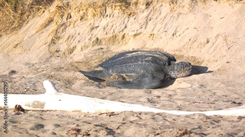 Leatherback Turtle covering nest of eggs on beach