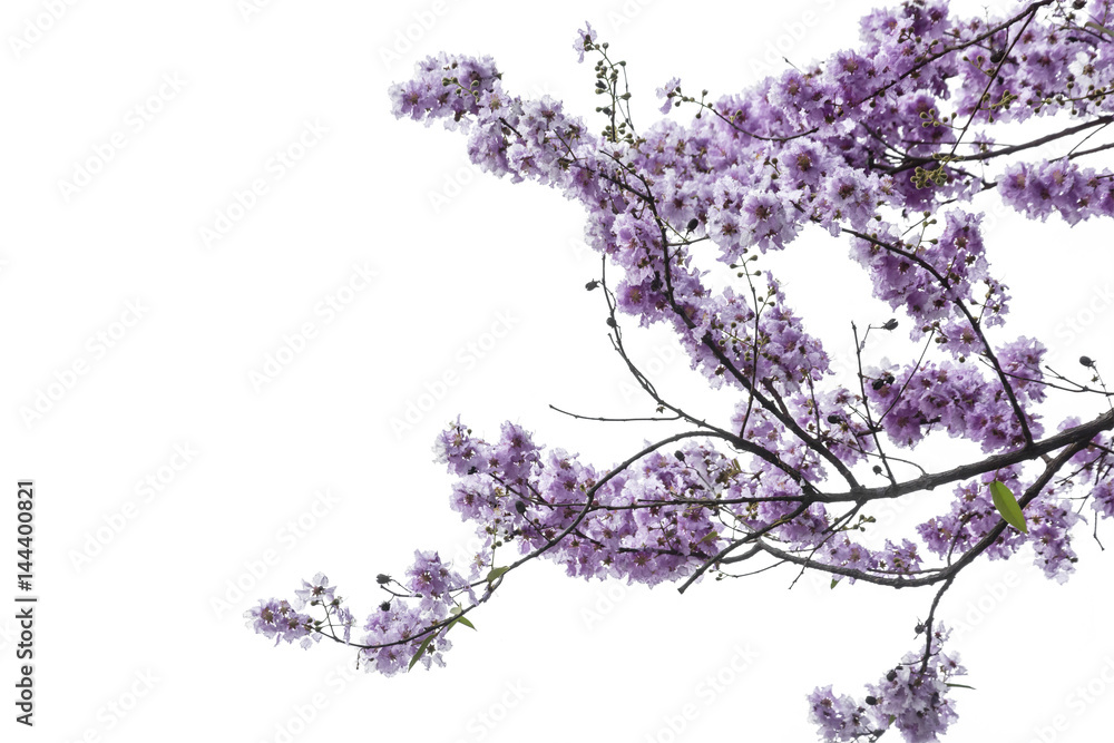 Fototapeta premium purple tree (Lagerstroemia) isolated on white background