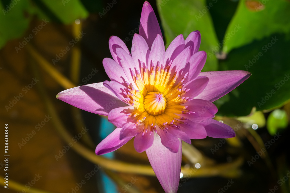 lotus flower lotus flower