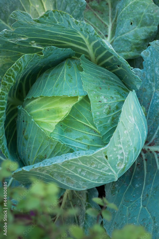Fototapeta premium Cabbage fields in outdoor farm