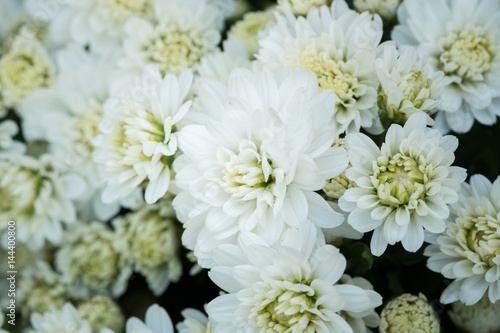 Beautiful Composite white flower