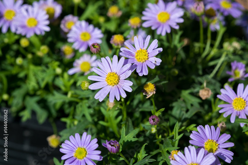 Beautiful flowers in Garden  Thailand.