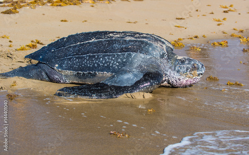 Leatherback Turtle returning to Ocean after laying eggs