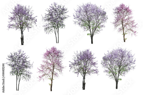 purple tree (Lagerstroemia) isolated on white background photo