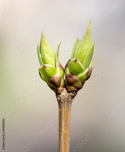 A green bud grows on a tree in the spring