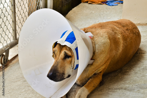A sick dog with a protective collar and blue bandage is lying on concrete floor after ear surgery operation