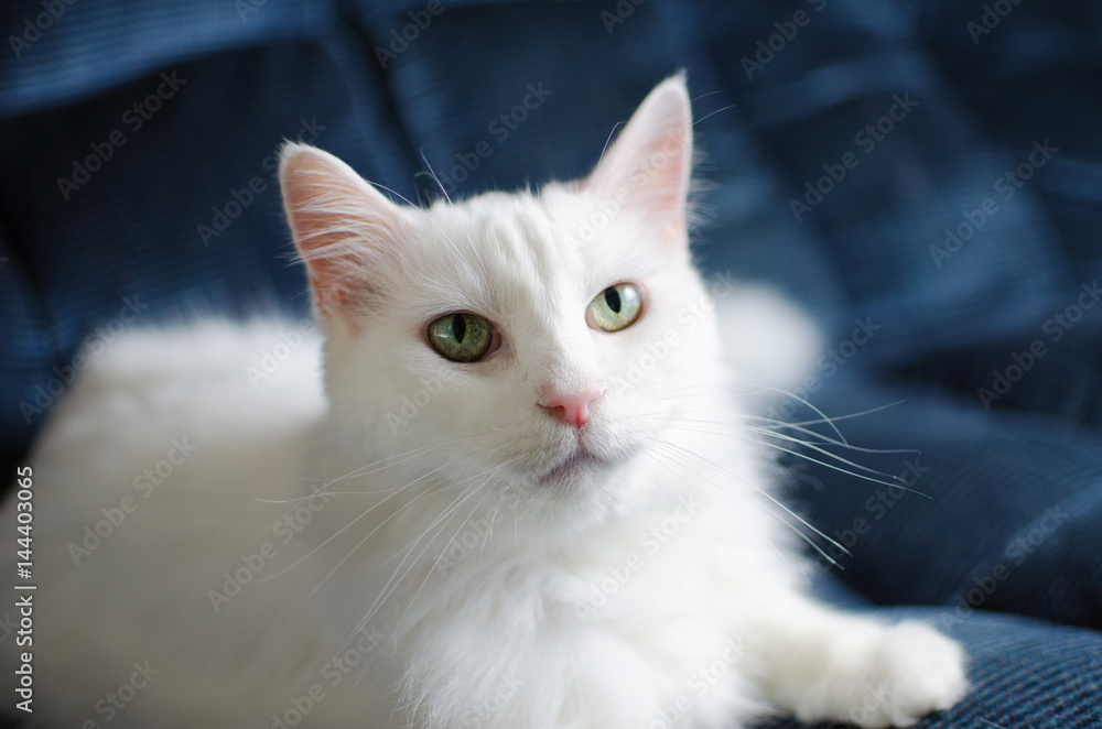 White Cat on a Blue Couch