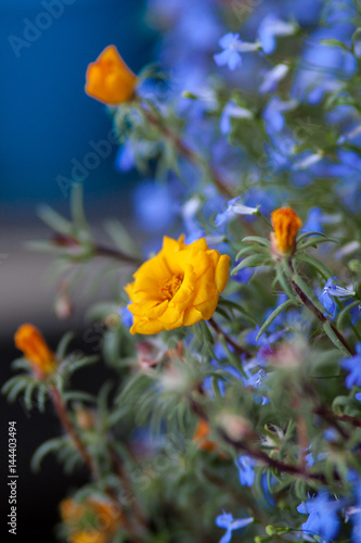 Purslane and Lobelia flowers. Цветы портулака и лобелии