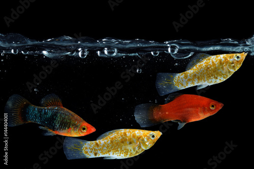 Molly fish 1