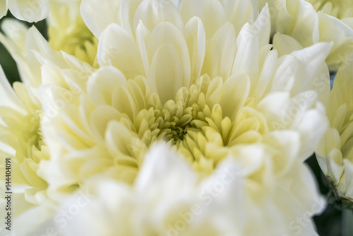 closeup of yellow chrysanthemum