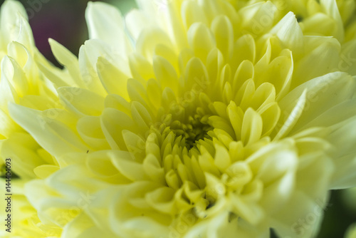 closeup of yellow chrysanthemum