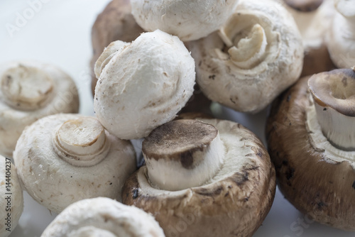 closeup of mushroom