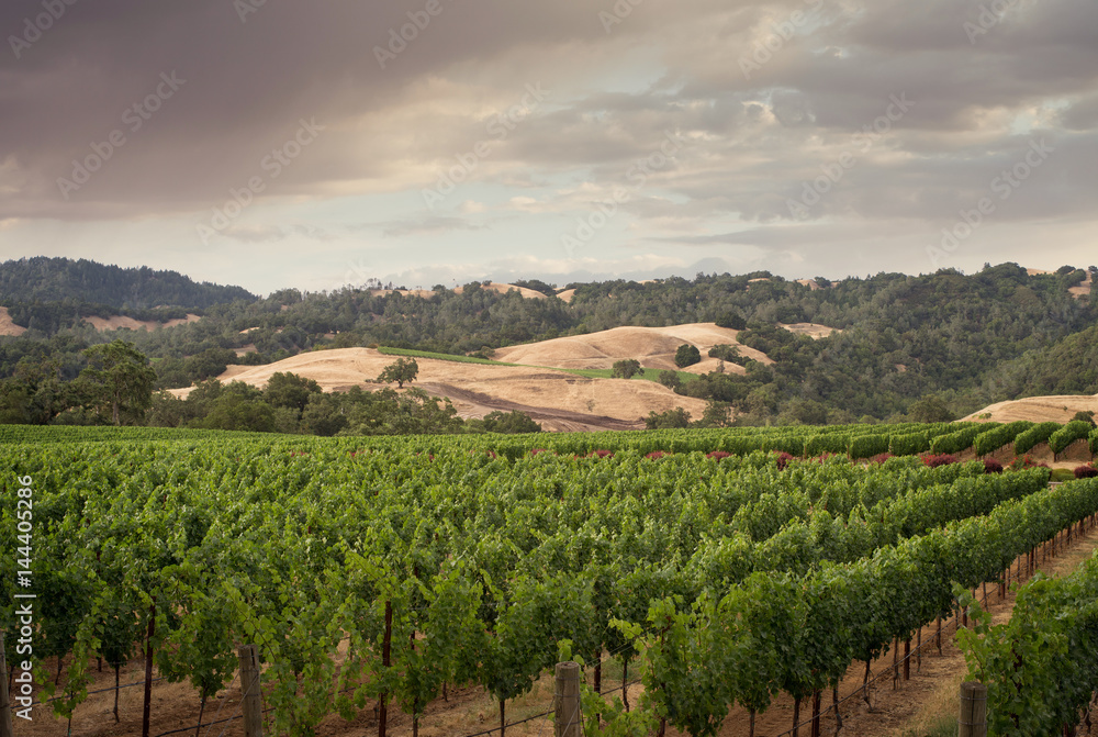 panoramic view of grape plantation of Napa valley in summer time