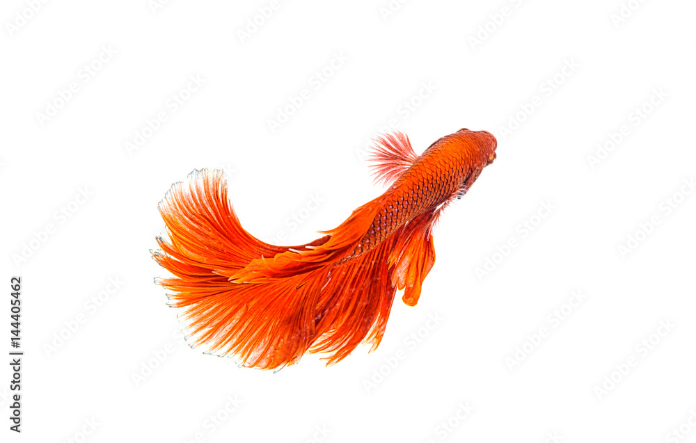 Obraz premium Betta fish, siamese fighting fish 