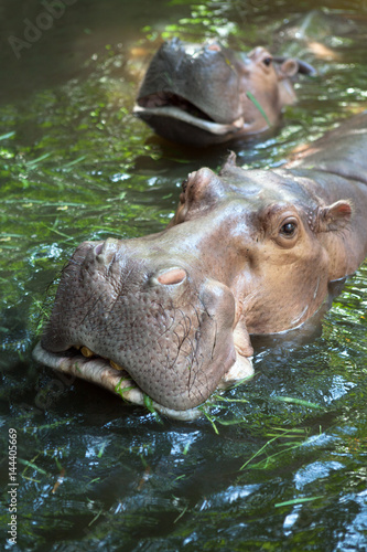 Close up view of nice Hippopotamus face coming out of water