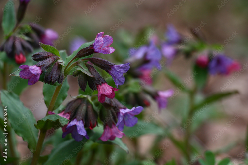 Flowers wild pulmonaria./Small flowers of a wild pulmonaria of pink, blue, dark blue color reveal by turns. Flowers wild pulmonaria./Small flowers of a wild pulmonaria of pink, blue, dark blue color reveal by turns.